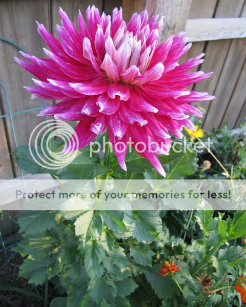 Dahlia - AC Darkhorse